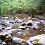 Rock-hop path across the creek